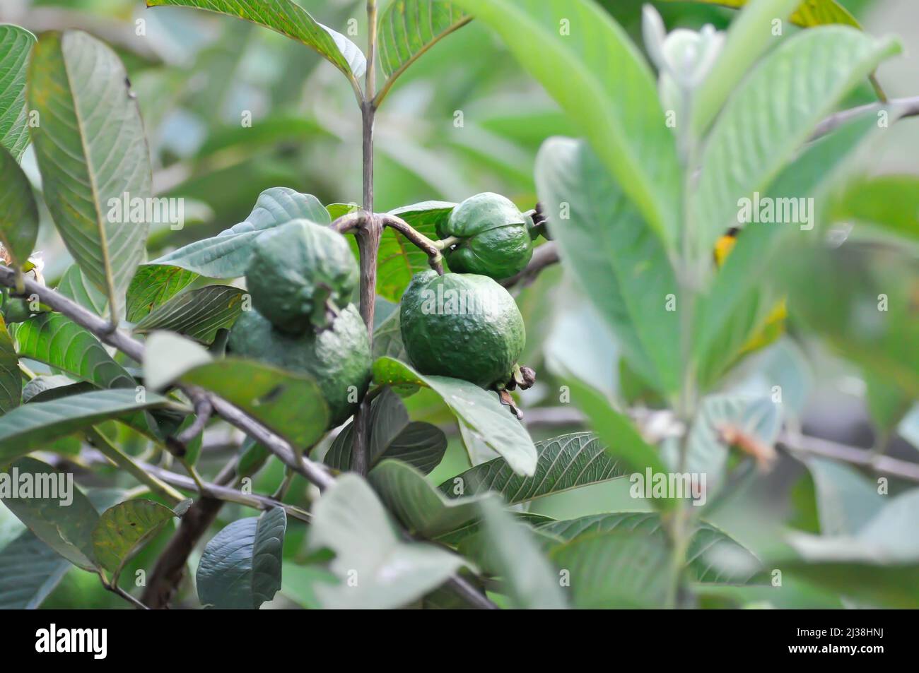 Guava-Baum, MYRTACEAE oder Psidium guajava Linn-Pflanze Stockfoto