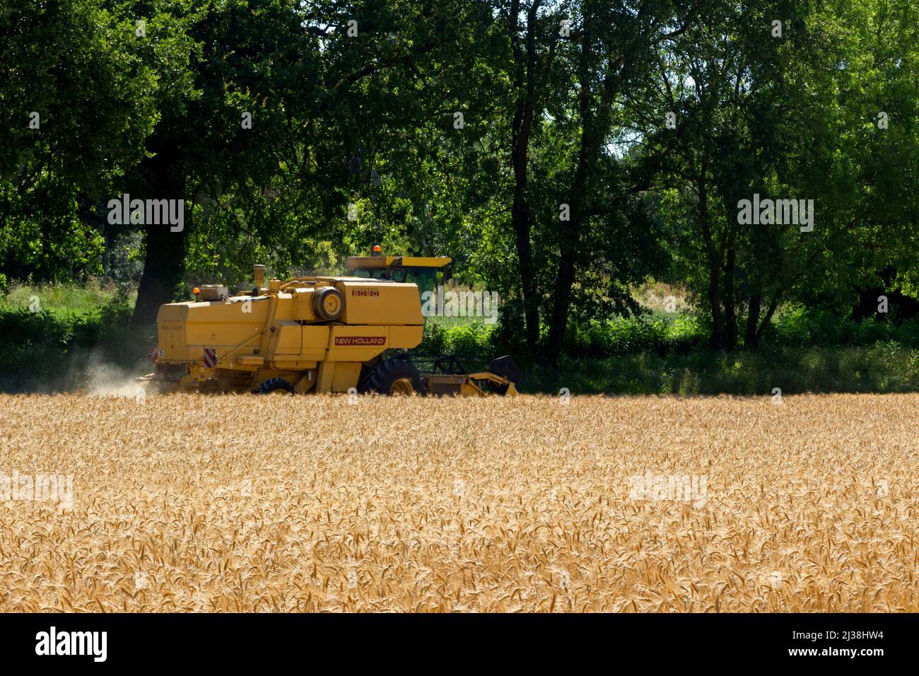 Hartweizenfeld, Mähdrescher in Aktion. Domaine de La Valette. G.E.V.E.S, Organisationen für wissenschaftliche Forschung und Experimente. Montpellier, Österreich, Frankreich Stockfoto