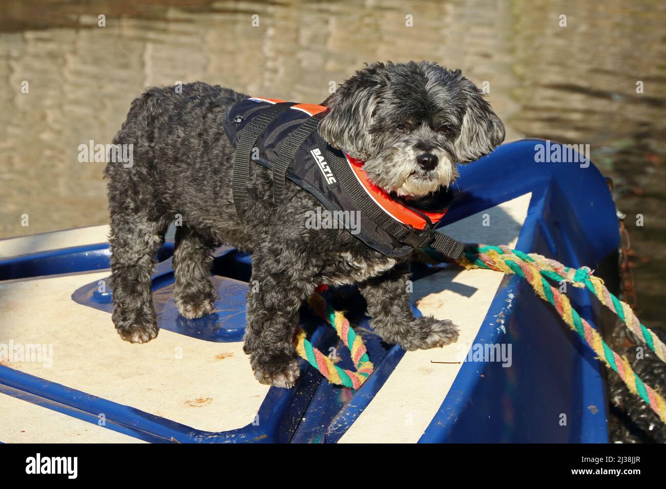 Kleiner, grauer pelziger Hund, der auf dem Bug des Kanalschroffahns steht Stockfoto