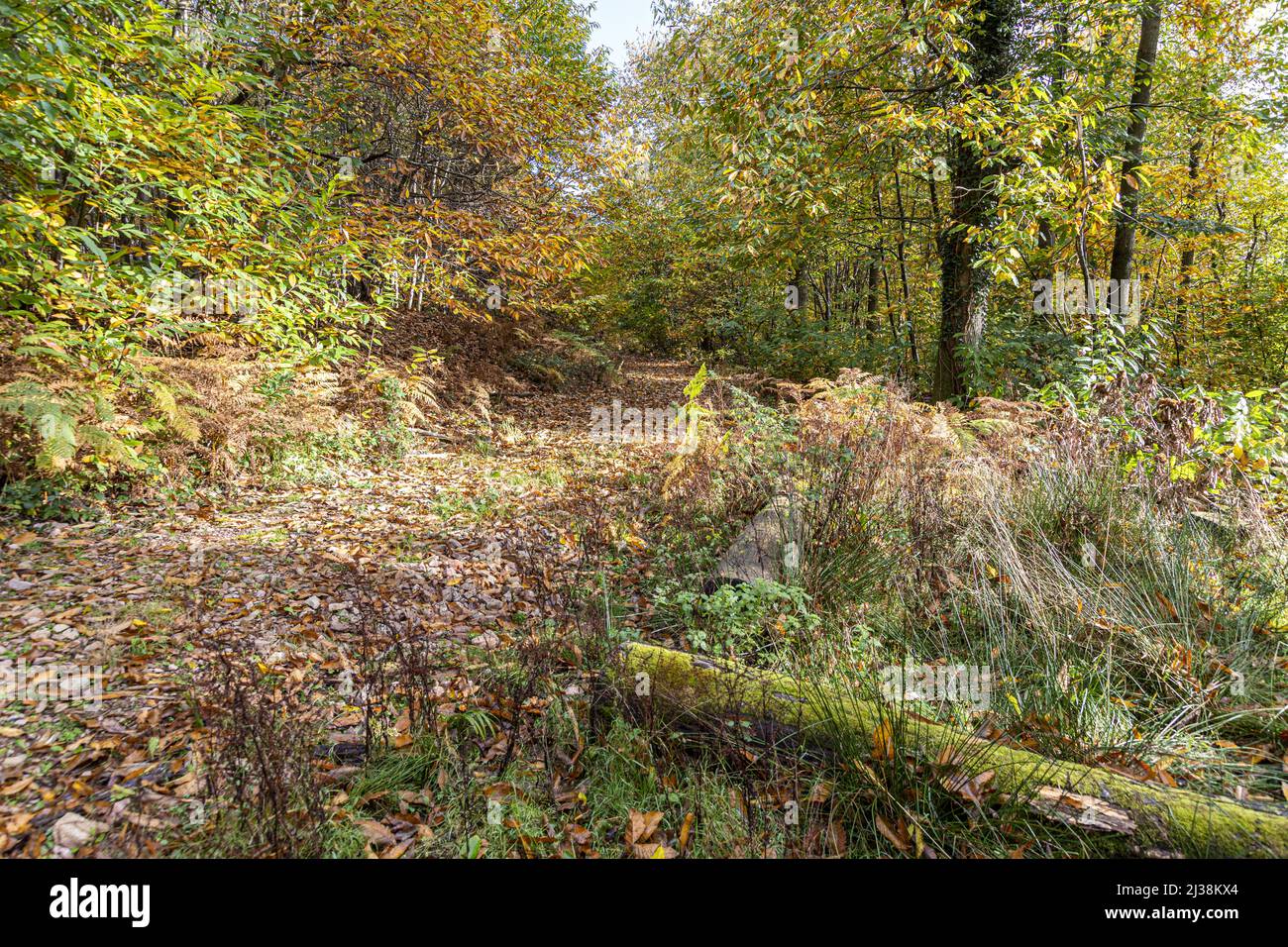 Ein Waldweg im Herbst in der Nähe des Dorfes Forest of Dean in Brierley, Gloucestershire, England Stockfoto