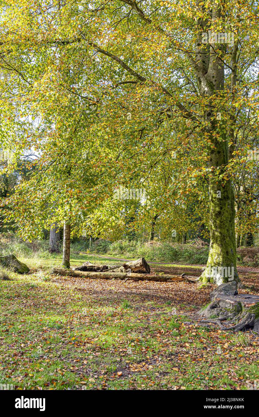 Eine Buche im Herbst im Speech House Woodland im Zentrum des Forest of Dean, Gloucestershire, England Stockfoto