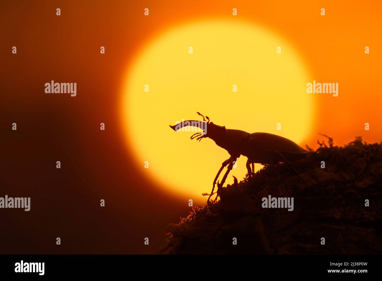 Europäischer Hirschkäfer männlich (Lucanus cervus) mit großen Unterkiefern / Kiefer auf Baumstamm, der im Sommer bei Sonnenuntergang gegen untergehende Sonne silhouettiert wurde Stockfoto