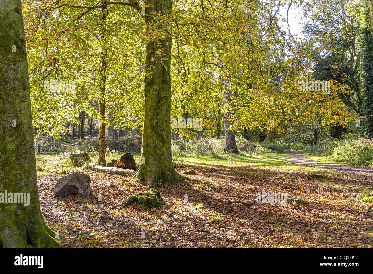 Eine Buche im Herbst im Speech House Woodland im Zentrum des Forest of Dean, Gloucestershire, England Stockfoto