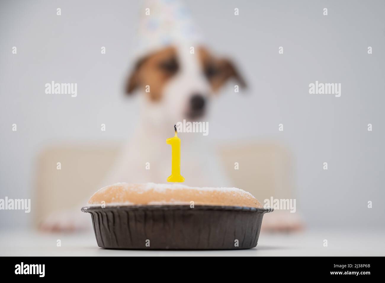 Ein Hund in einer Mütze bläst eine Kerze mit der Nummer eins auf weißem Hintergrund aus. Jack Russell Terrier feiert seinen ersten Geburtstag. Stockfoto