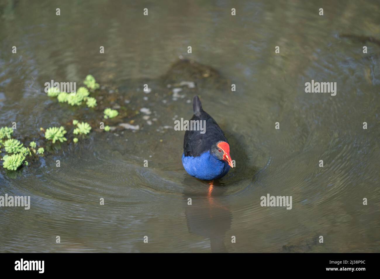 Hell und kofig aussehende Pukeko, oder Australasian Sumpf-Henne, die um Teich Nahrungssuche Stockfoto