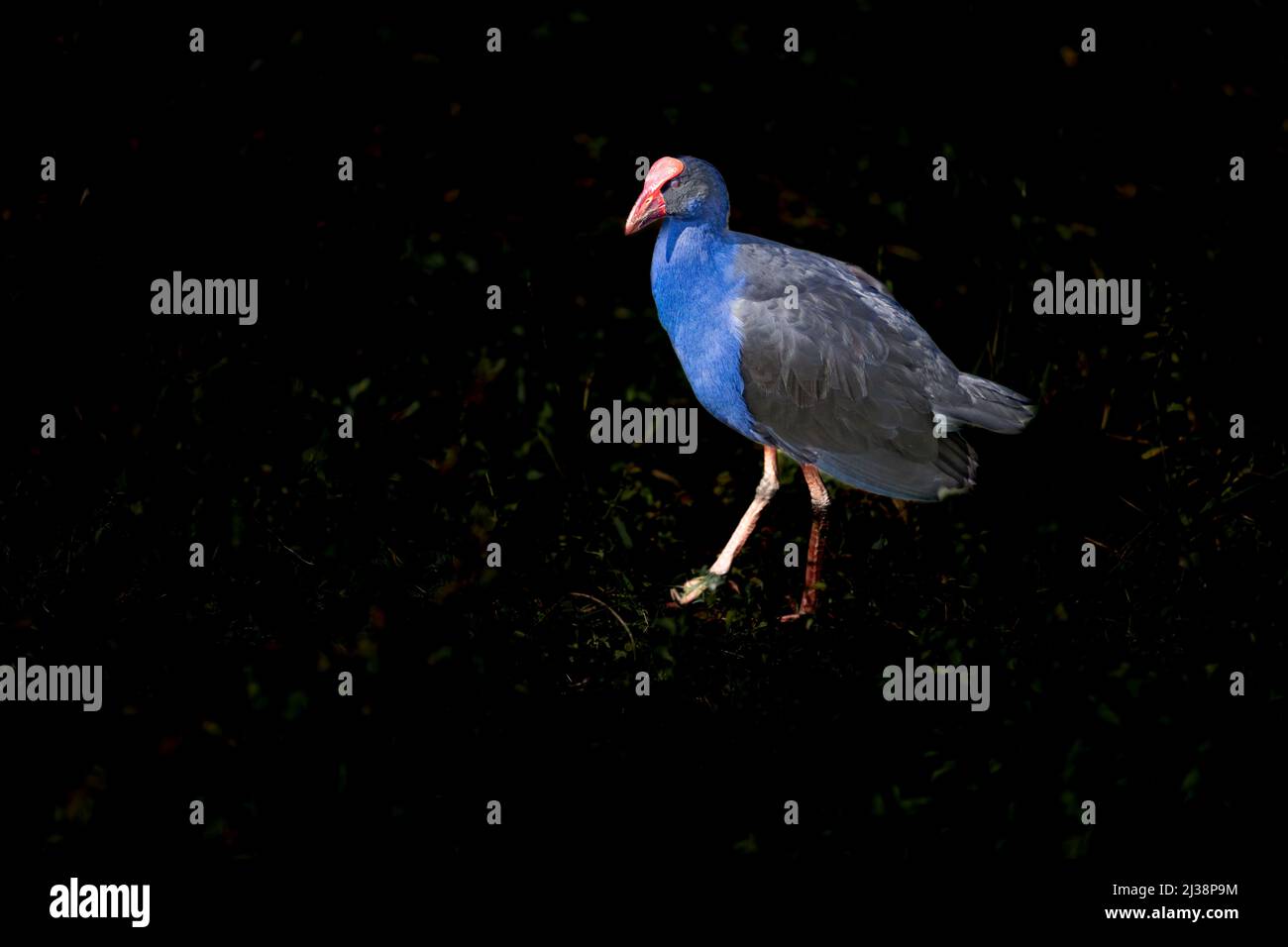 Hell und kofig aussehende Pukeko, oder Australasian Sumpf-Henne, die um Teich Nahrungssuche Stockfoto