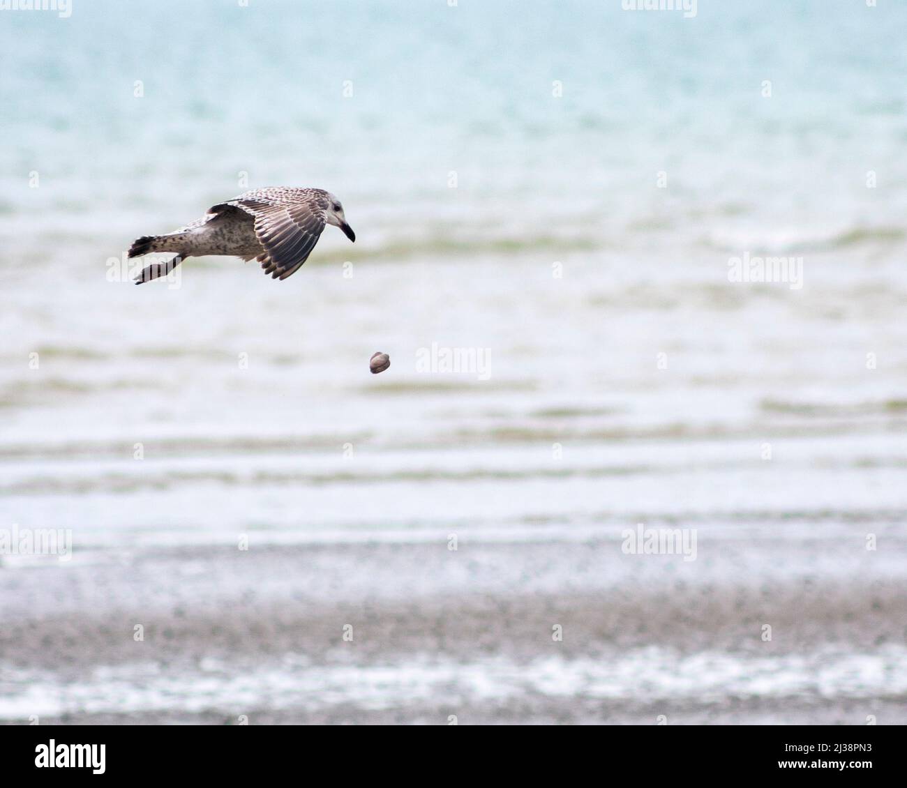 Möwe ernährt sich von einer Schnecke am Meer und lässt die Schnecke auf die Kieselsteine fallen, West Sussex, Großbritannien Stockfoto