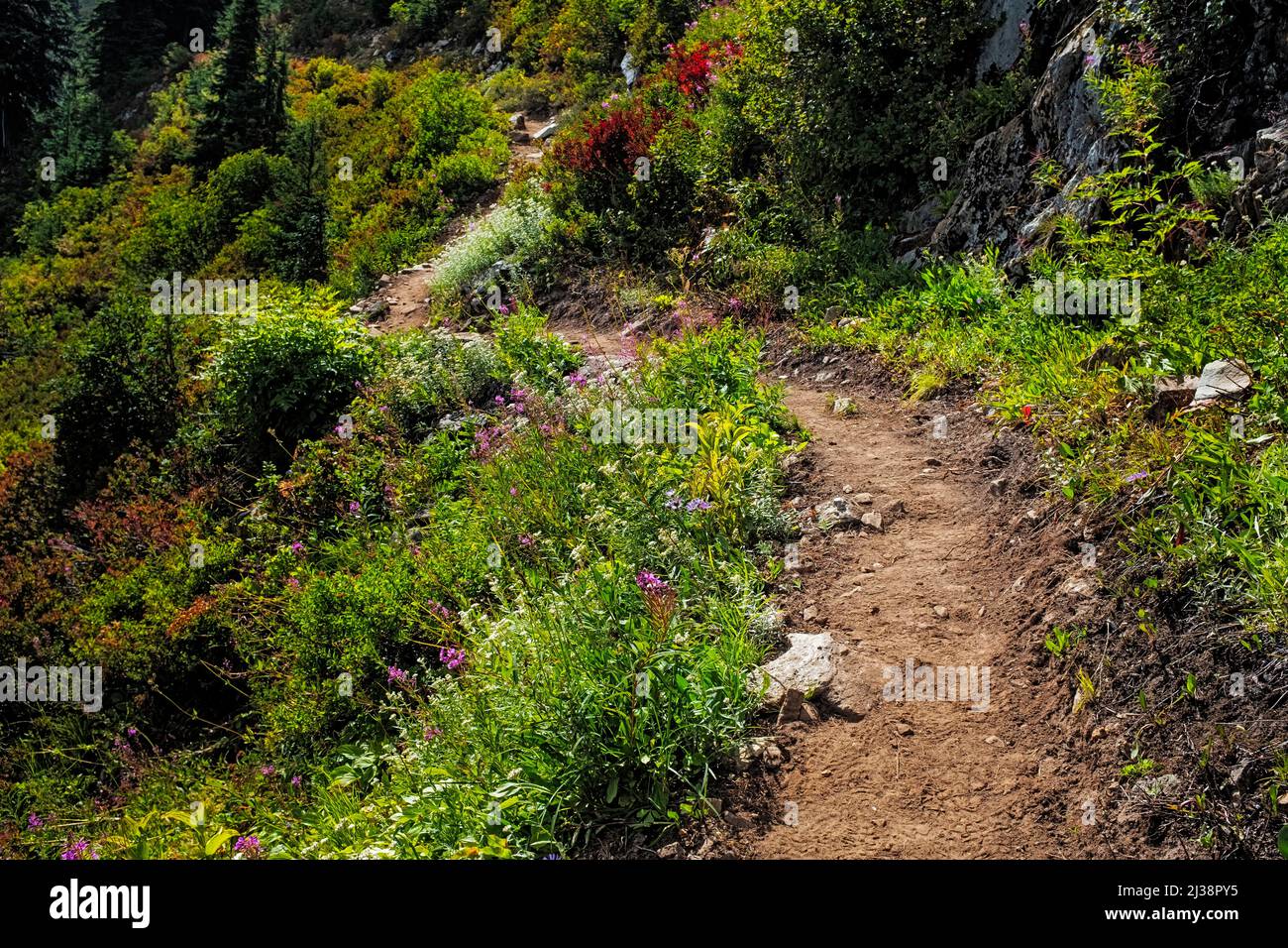 WA21307-00...WASHINGTON - die letzten Blumen der Saison entlang des Pacific Crest Trail nördlich des Lake Sally Ann im Henry M. Jackson Wilderness Gebiet. Stockfoto WA21307-00...WASHINGTON - die letzten Blumen der Saison entlang des Pacific Crest Trail nördlich des Lake Sally Ann im Henry M. Jackson Wilderness Gebiet. Stockfoto