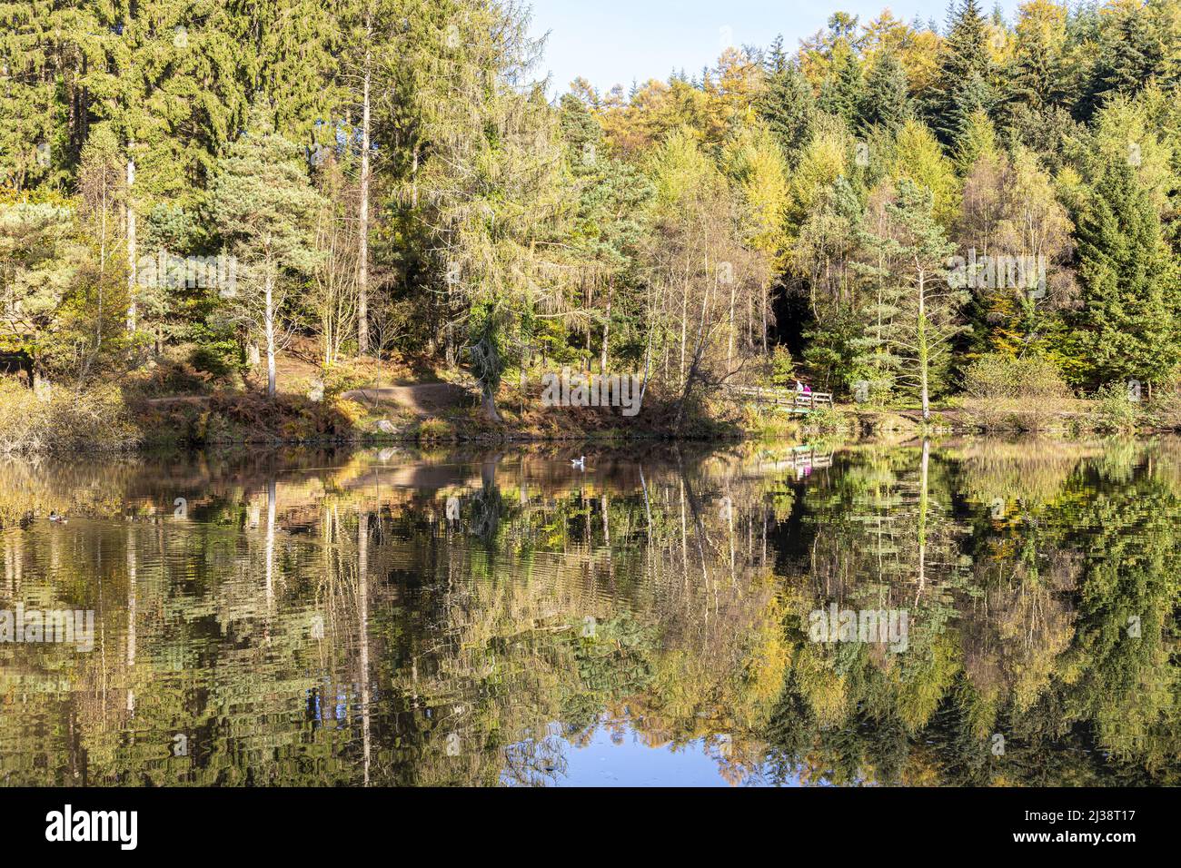 Herbstfarben am Mallards Pike Lake im The Forest of Dean in der Nähe von Parkend, Gloucestershire, England Stockfoto