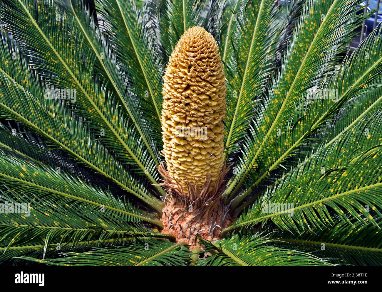 Männlicher Kegel der Sagopalme (Cycas revoluta) Stockfoto