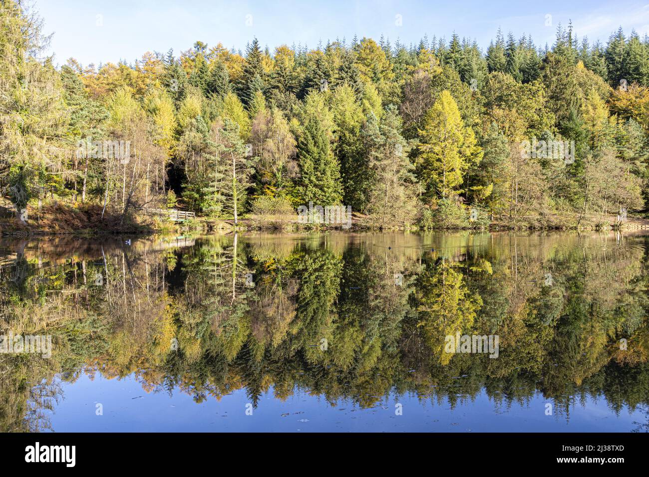 Herbstfarben am Mallards Pike Lake im The Forest of Dean in der Nähe von Parkend, Gloucestershire, England Stockfoto