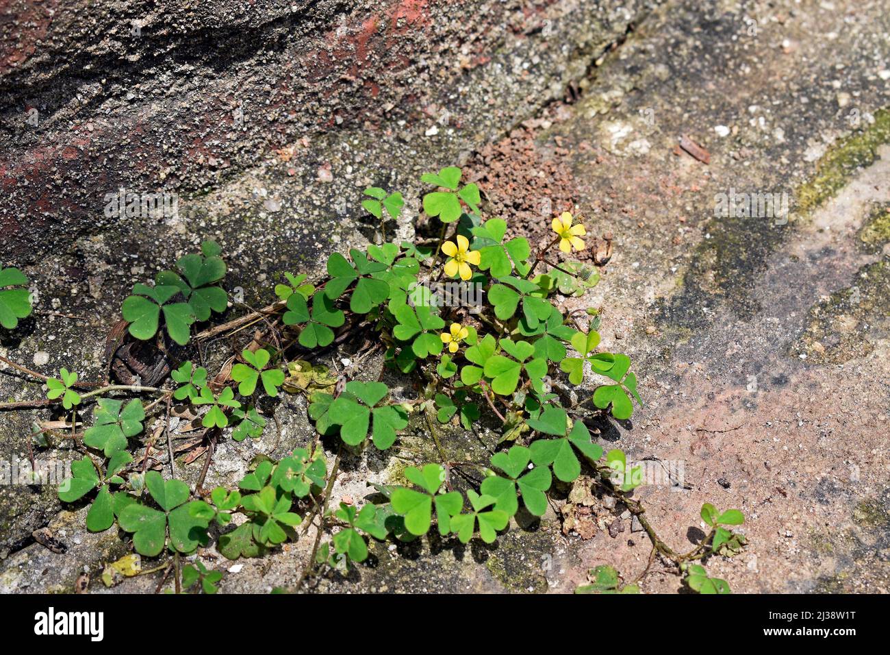 Gewöhnlicher gelber Waldläufer, gelber Waldläufer oder gelber oxalis (Oxalis stricta) Stockfoto