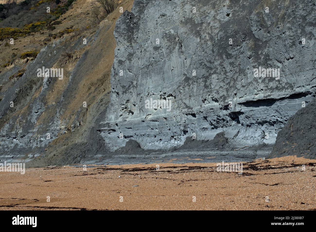 Fossile Felsen in den Klippen, Seatown, Dorset. Stockfoto