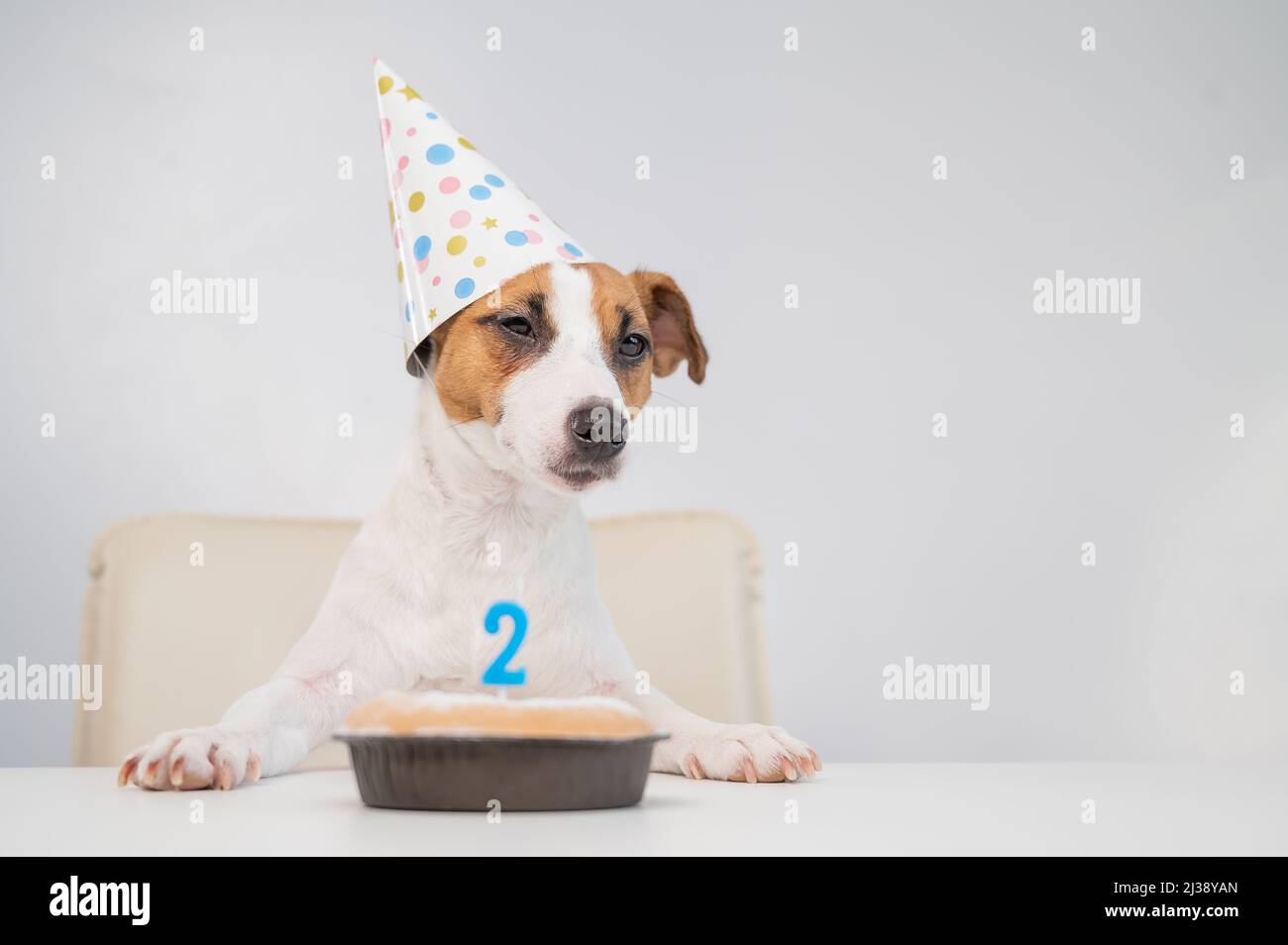 Ein Hund in einer Mütze bläst eine Kerze mit der Zahl zwei auf weißem Hintergrund aus. Jack Russell Terrier feiert seinen zweiten Geburtstag. Stockfoto