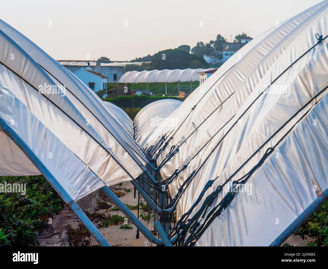 Innenraum eines Gewächshauses unter Plastik mit Blaubeeren und roten Früchten in der Provinz Huelva. Stockfoto