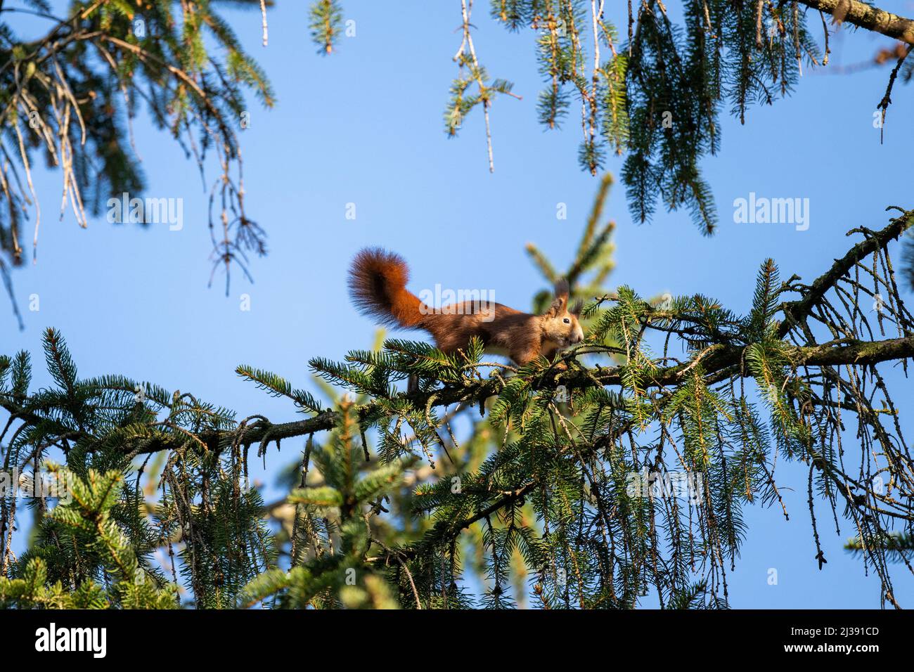 Ein europäisches Rothörnchen in Einer Kiefer Stockfoto