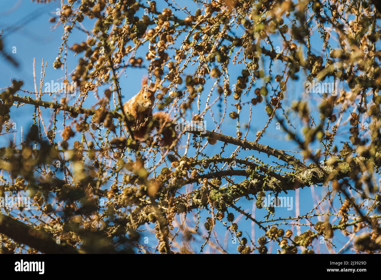 Ein europäisches Rothörnchen in Einer Kiefer Stockfoto