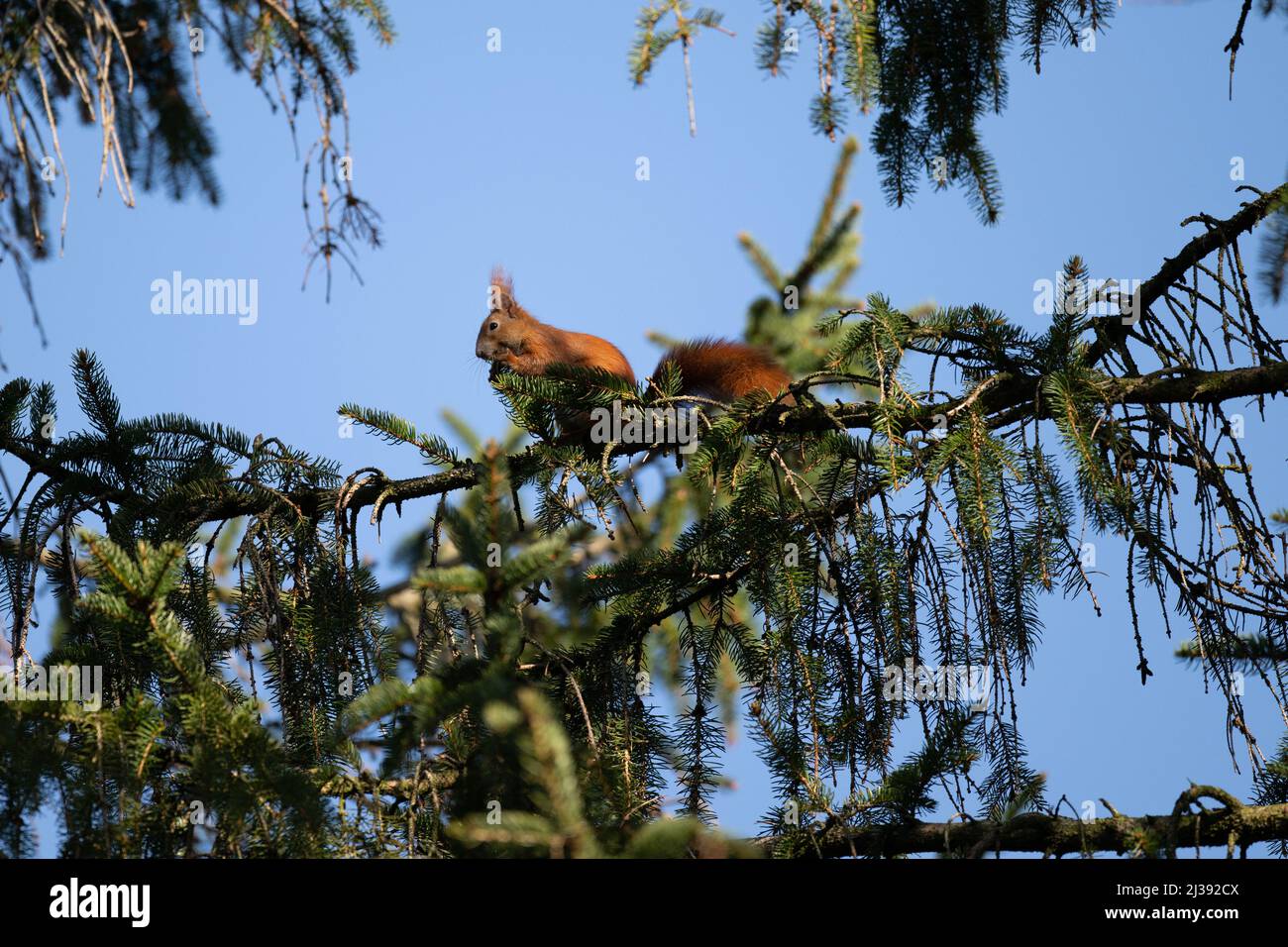 Ein europäisches Rothörnchen in Einer Kiefer Stockfoto