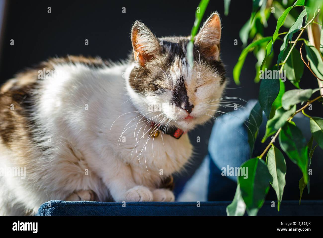 Porträt einer schönen erwachsenen schweren flauschigen langhaarigen dreifarbigen Katze Stockfoto