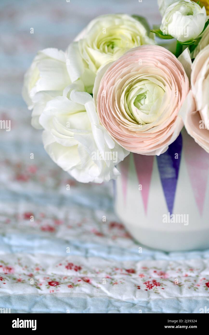 Schöner rosa-weißer Ranunculus in einer modernen Vase. Schöne rosa Blumenstrauß in einer Tasse. Stockfoto