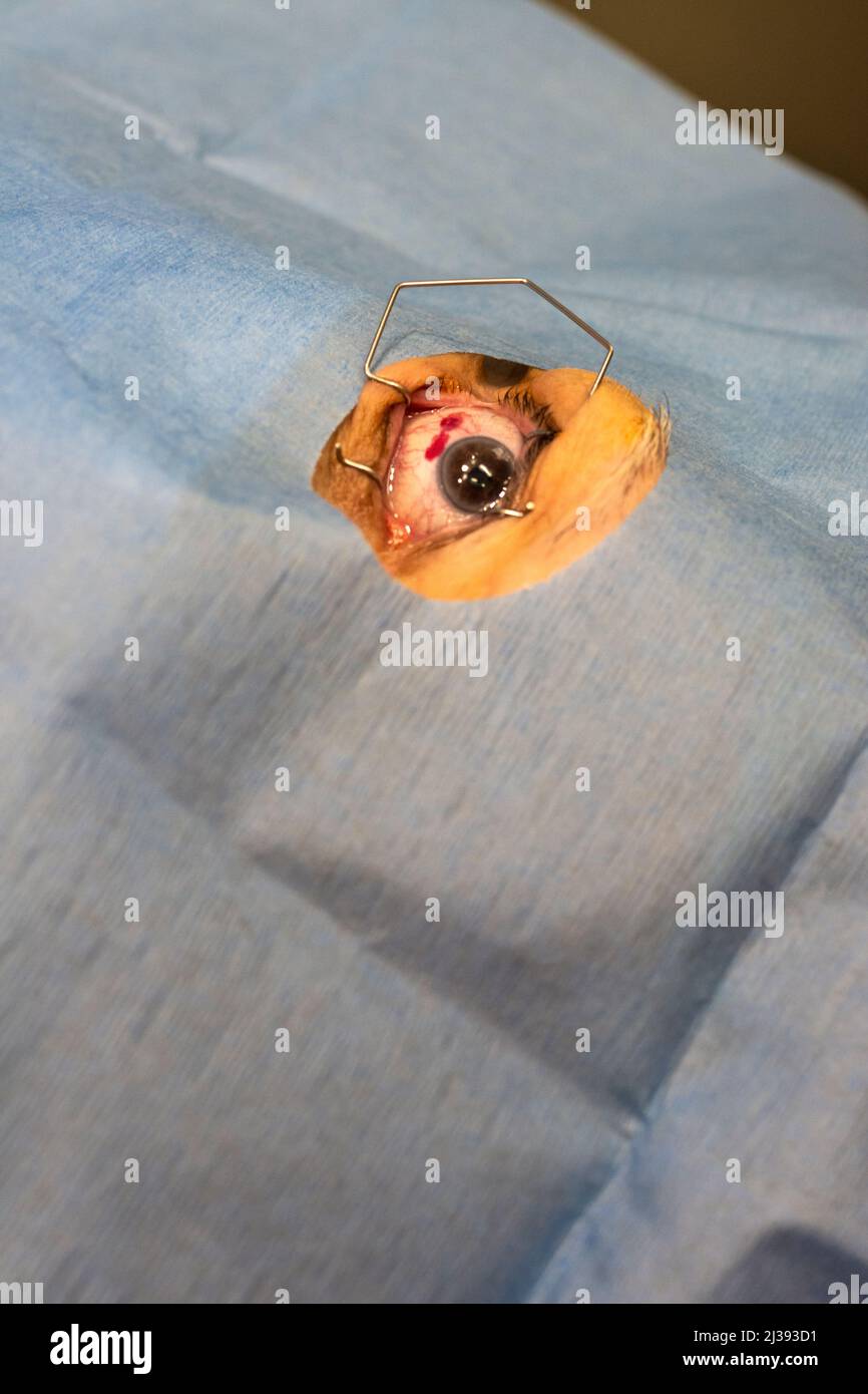 Nahaufnahme eines menschlichen Auges in einem ophthalmologischen Operationssaal. Geöffnet mit einem Blepharostat nach intravitrealer Injektion in die Vorderkammer des Auges Stockfoto