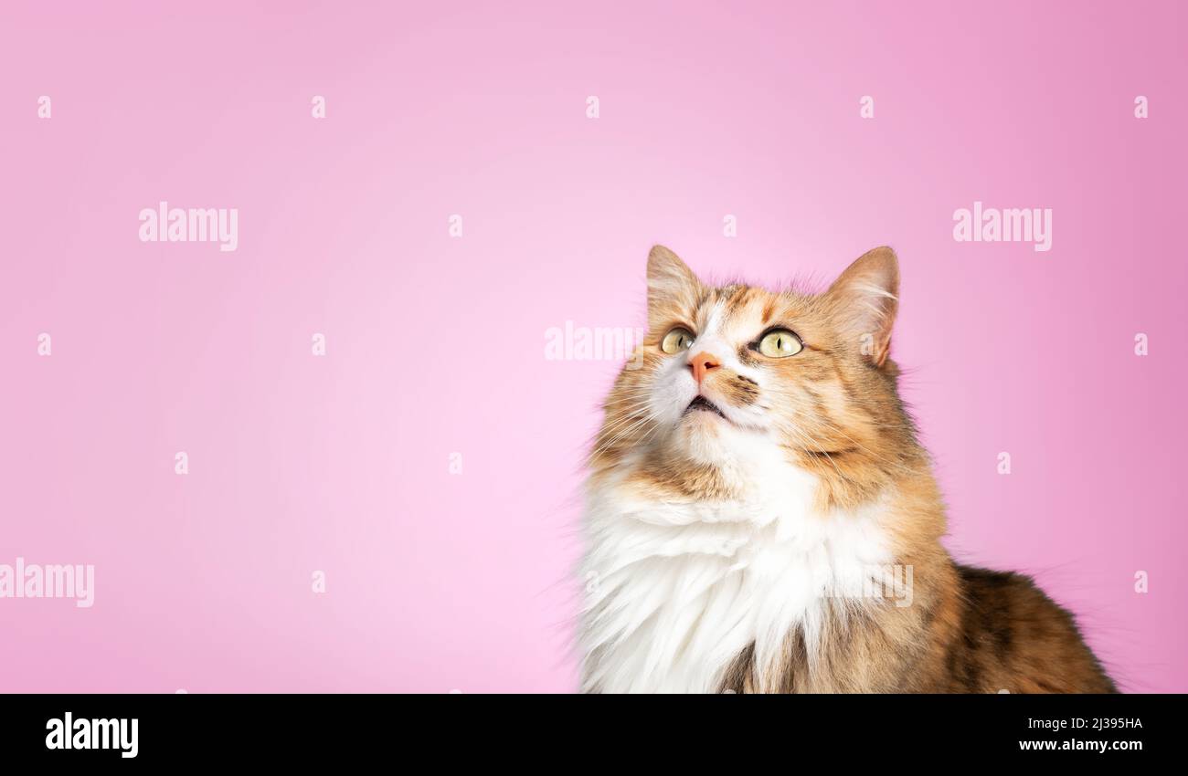 Flauschige Katze mit rosa Hintergrund. Lange Haare weibliche Calico oder torbie Katze suchen mit intensivem Ausdruck oder warten auf Nahrung. Niedliches Haustier auf farbigem Ba Stockfoto