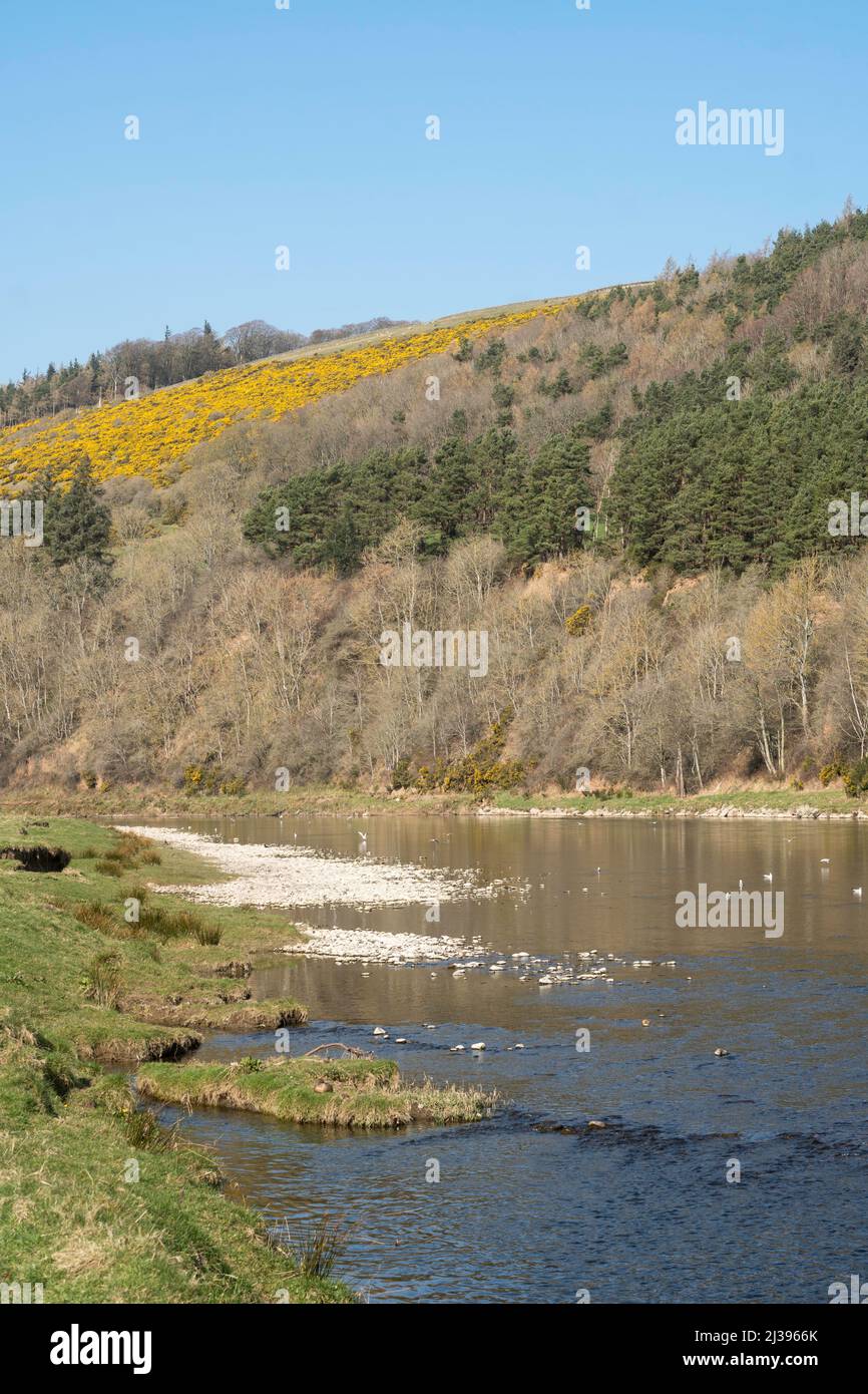 Das River Tweed Valley von der Uferpromenade aus gesehen östlich von Melrose in der schottischen Grenze, Schottland, Großbritannien Stockfoto
