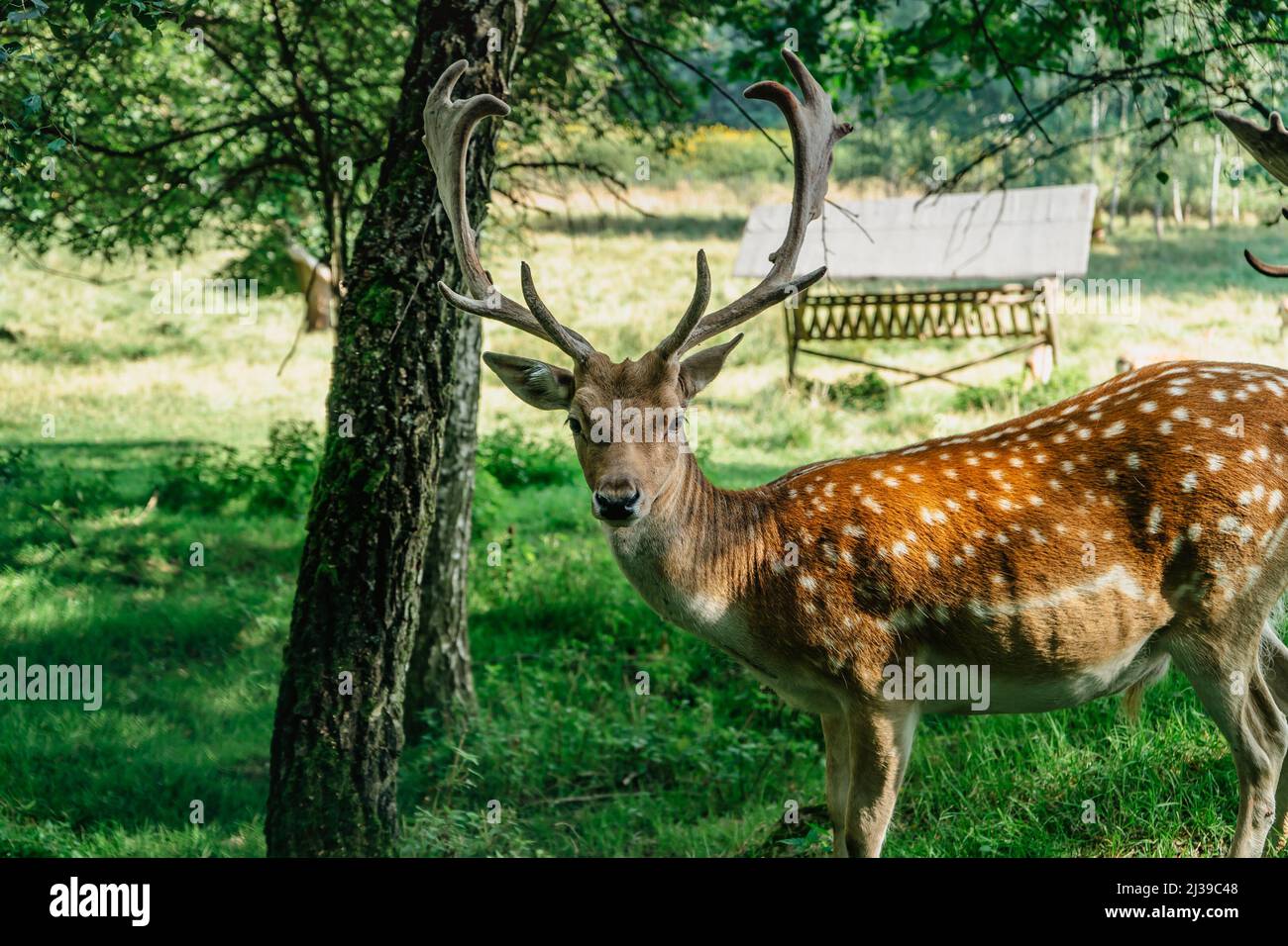 Niedliches geflecktes Damwild, das auf der Wiese steht. Cervus nippon, japanischer Hirsch. Schönes männliches sika-Hirsch. Majestätisch kraftvolles erwachsenes Tier mit großem Geweih i Stockfoto