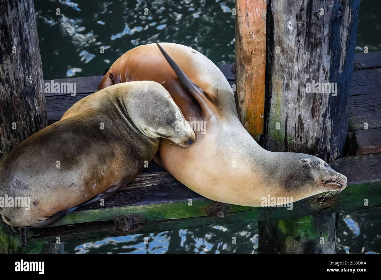 Die Seelöwen-Nadelspitzen, die durch äußere Ohrenklappen gekennzeichnet sind Stockfoto