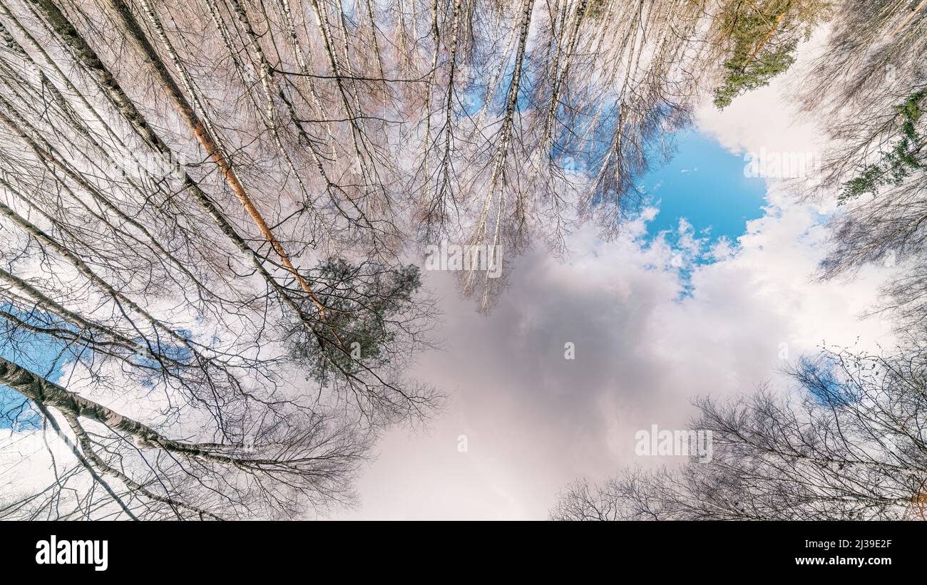 Hohe kahle Bäume im Wald niedrigen Winkel Panoramablick. Ultra-Weitwinkelobjektiv Stockfoto