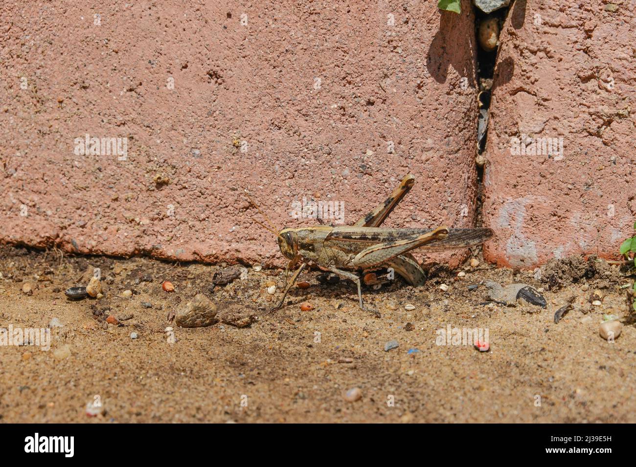 Kalifornische Rose-Winged Grasshopper, die Eier in einem südkalifornischen Garten legt Stockfoto