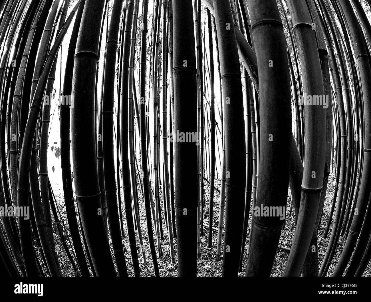 Dickicht eines Bambuswaldes mit dramatischem Schwarz-Weiß-Effekt, der wie ein Gefängnis aussieht Stockfoto