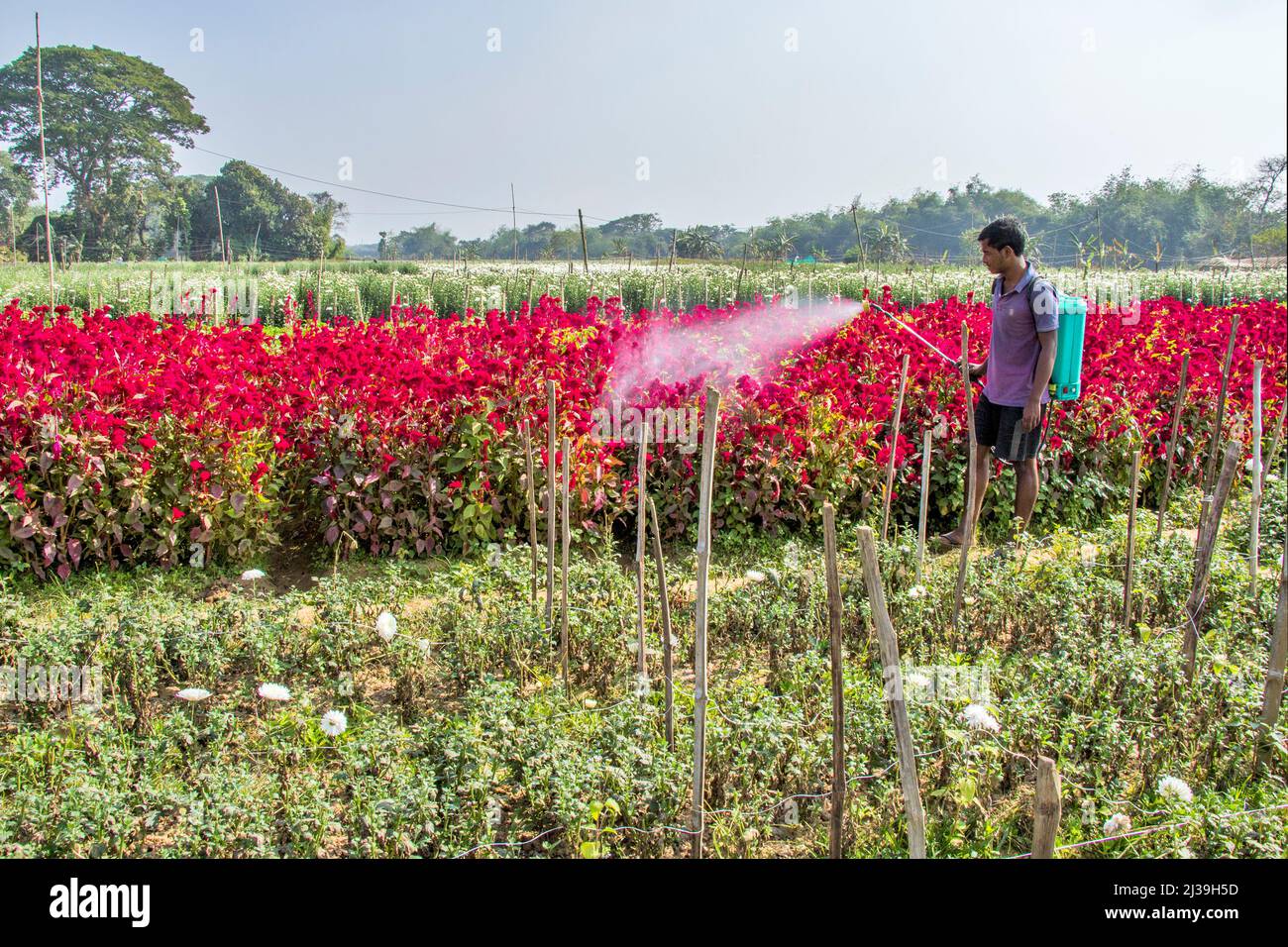 Bild eines Blumenfeldes in Medinipur. Ein Landwirt sprüht Insektizide, um das Blumenfeld vor Insekten zu schützen. Stockfoto