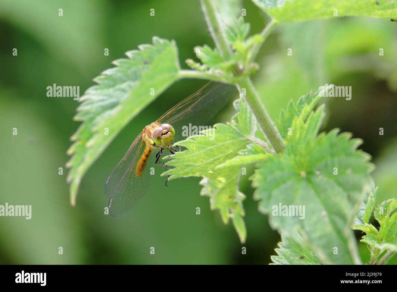 Weibliche Gemeine Darter (Sympetrum striolatum) Drachenfliege, die auf einer Brennnessel (Urtica dioica)-Pflanze ruht Stockfoto