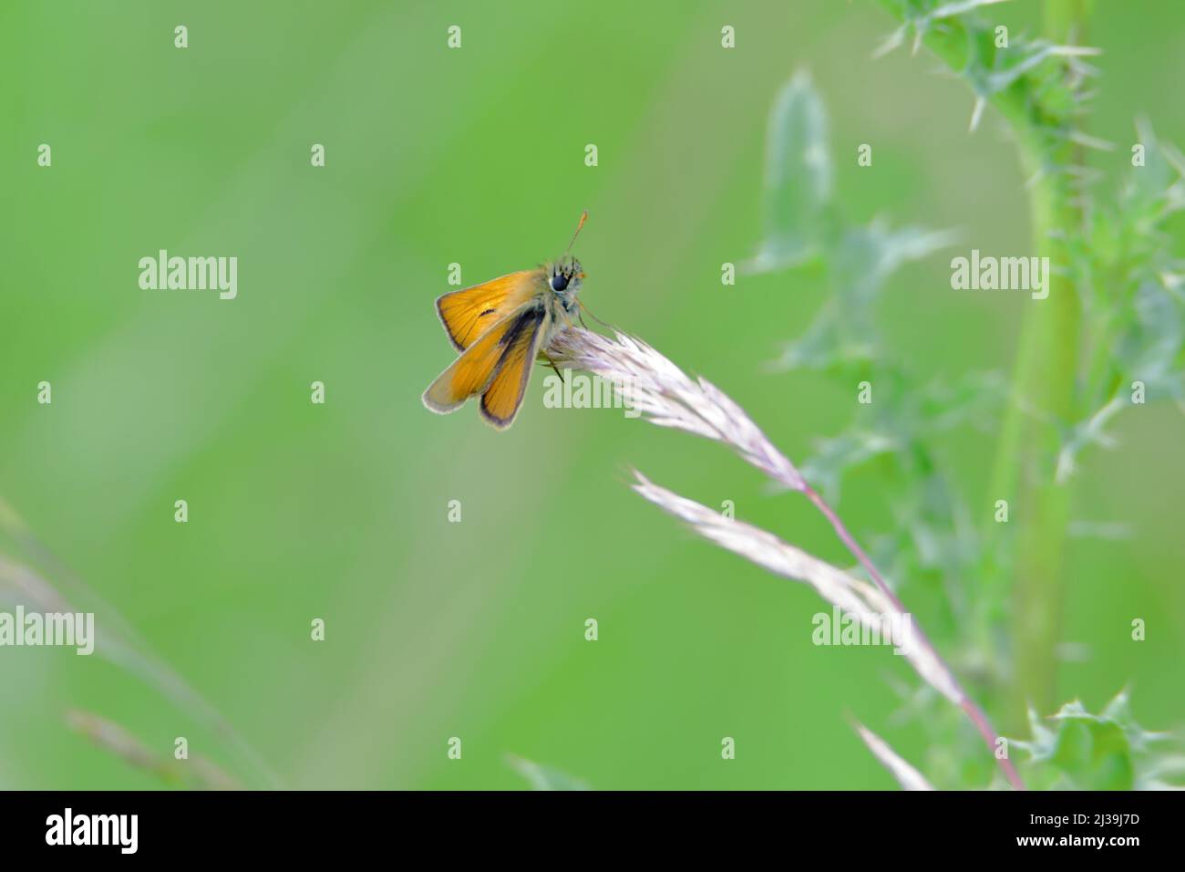 Eine Motte, die auf einem gesäten Grasstamm ruht Stockfoto