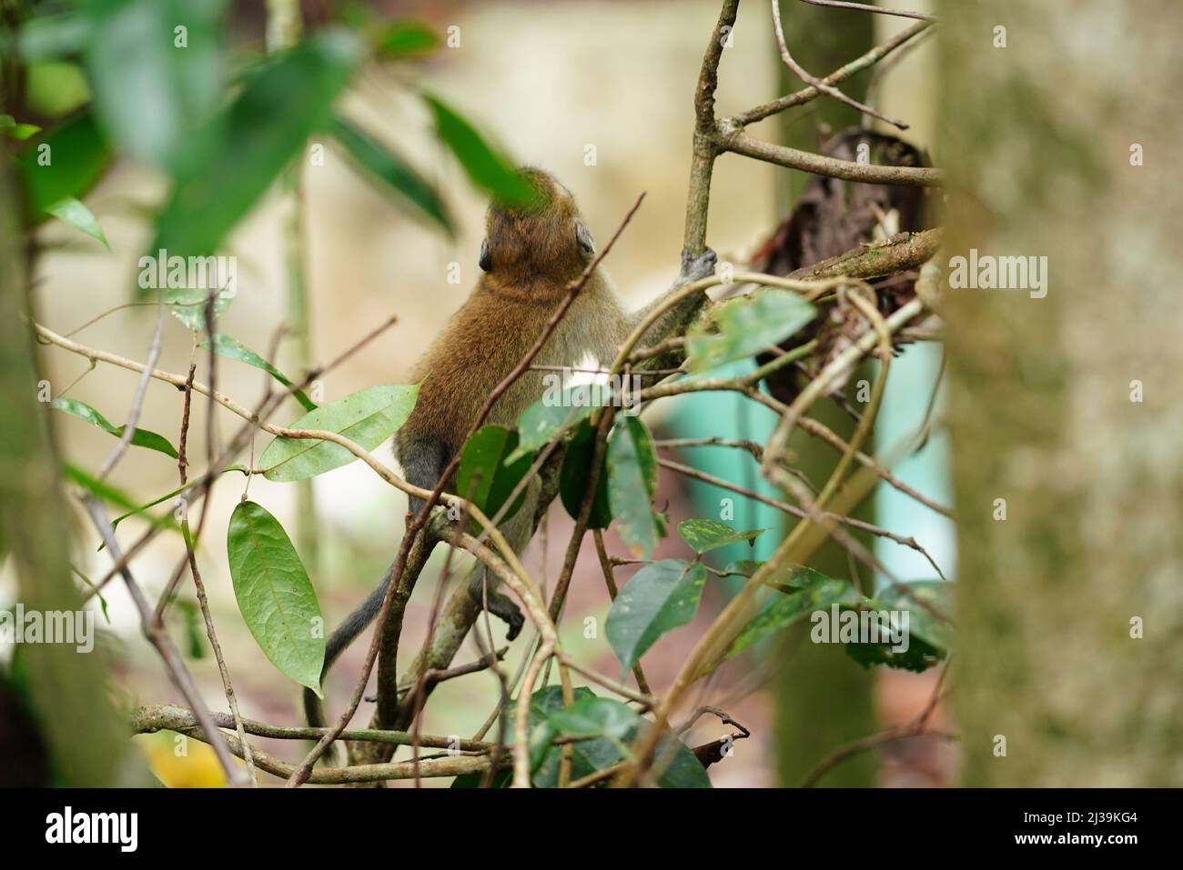 Makaken im Regenwald in Langkawi, Malaysia Stockfoto