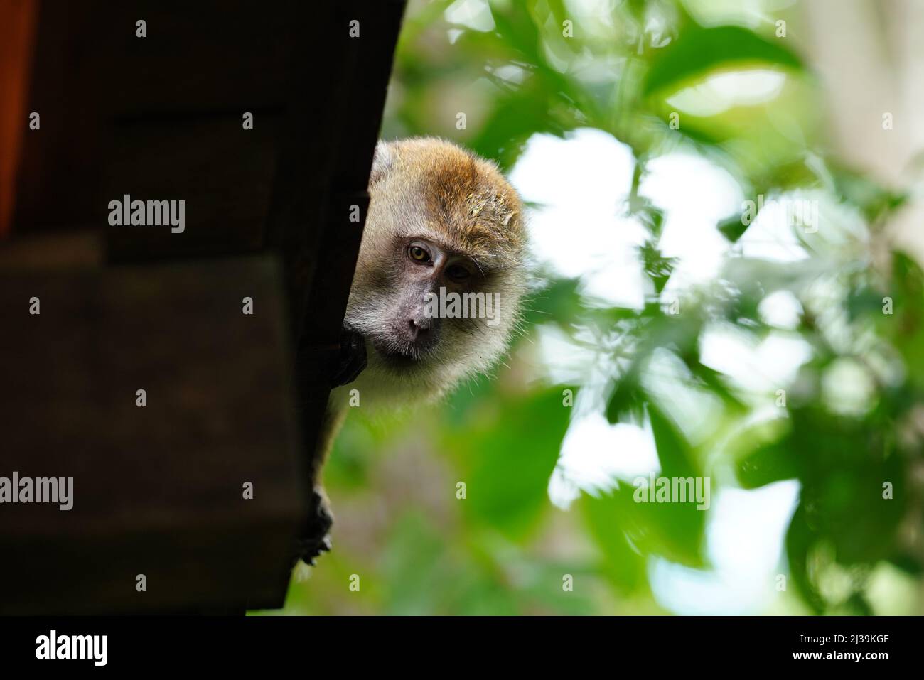 Makaken im Regenwald in Langkawi, Malaysia Stockfoto