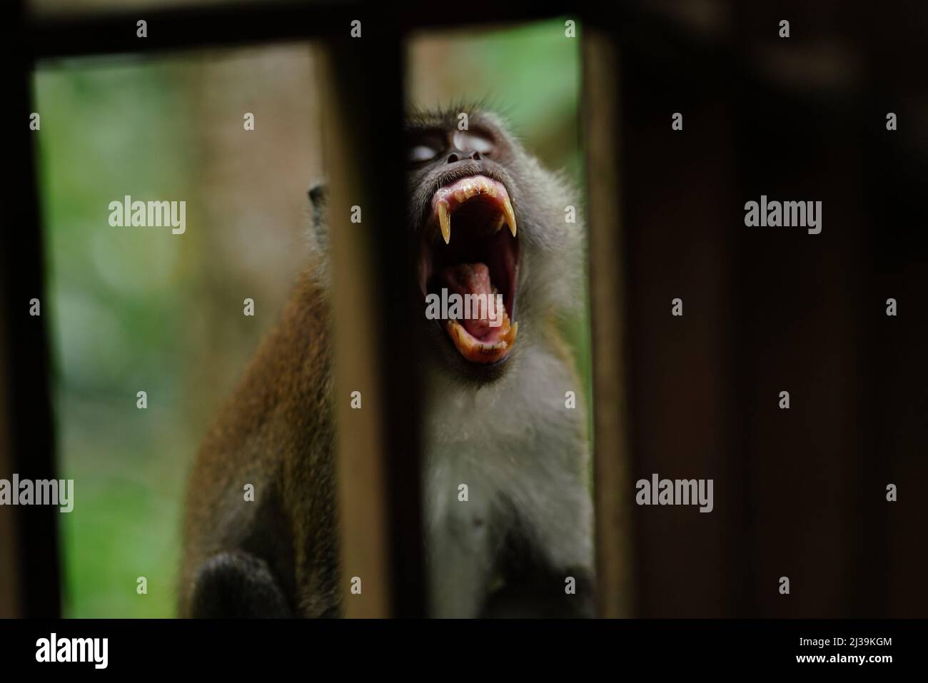 Makaken im Regenwald in Langkawi, Malaysia Stockfoto