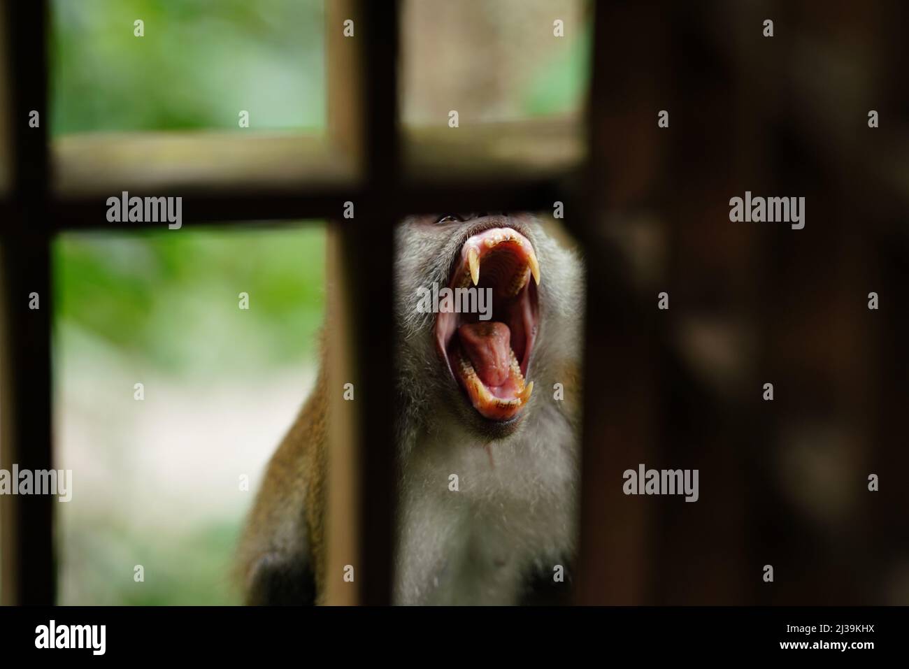 Makaken im Regenwald in Langkawi, Malaysia Stockfoto