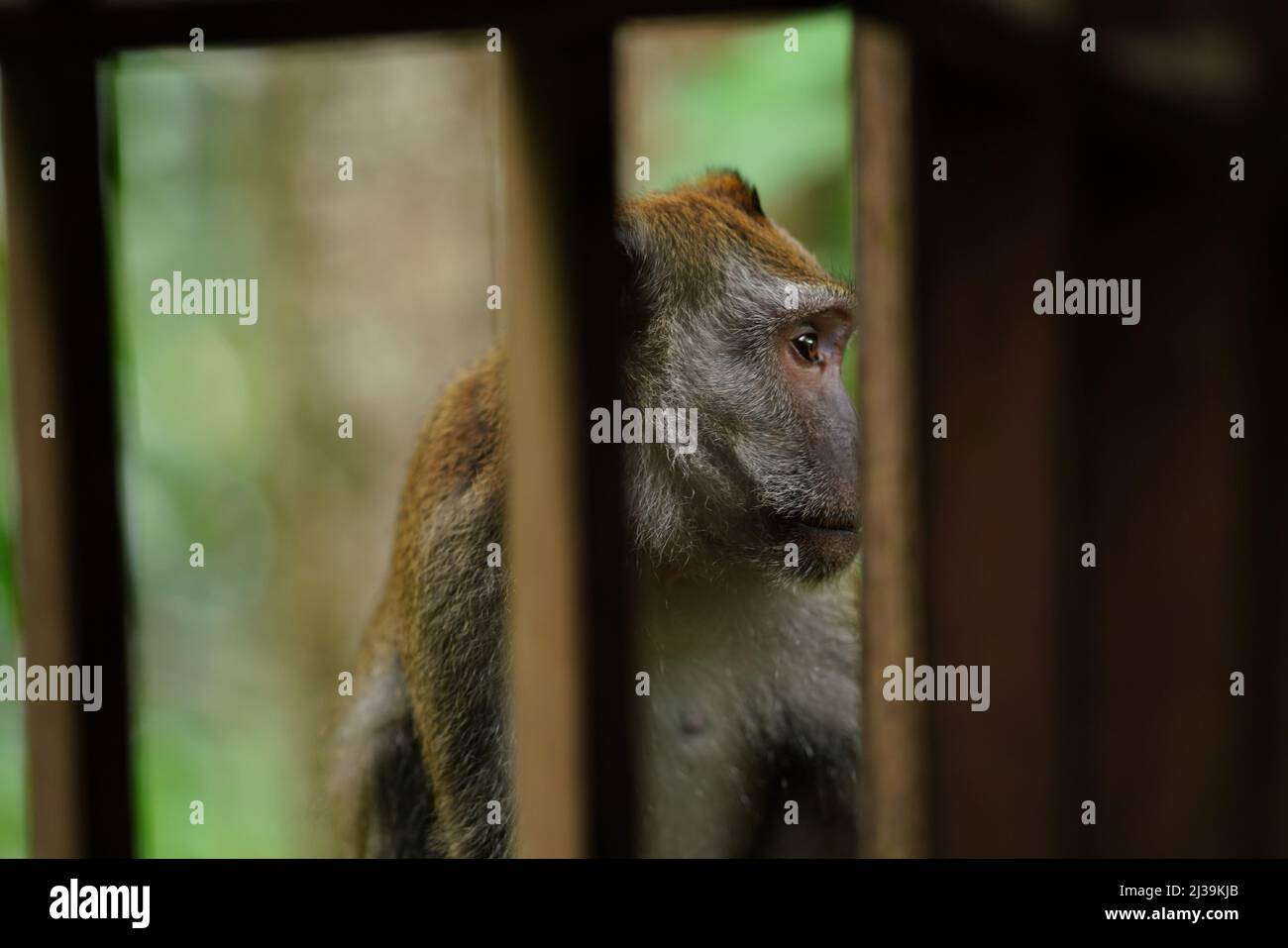 Makaken im Regenwald in Langkawi, Malaysia Stockfoto