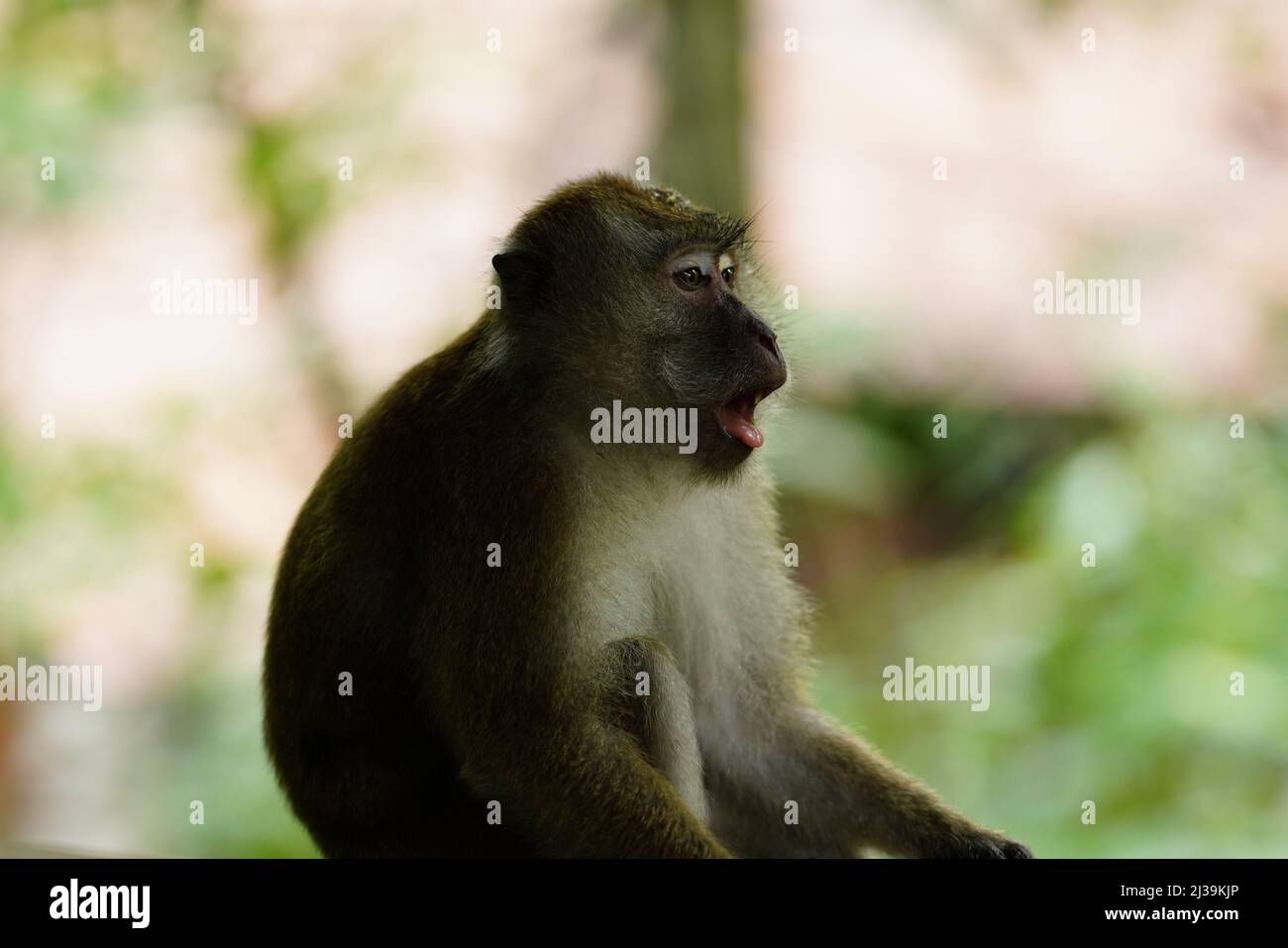 Makaken im Regenwald in Langkawi, Malaysia Stockfoto