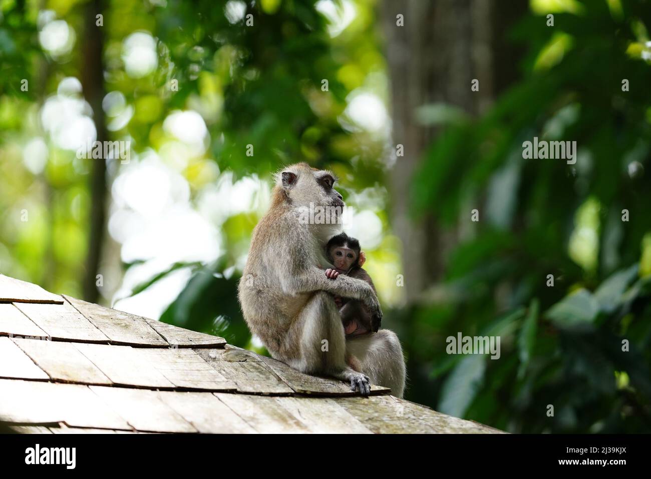Makaken im Regenwald in Langkawi, Malaysia Stockfoto