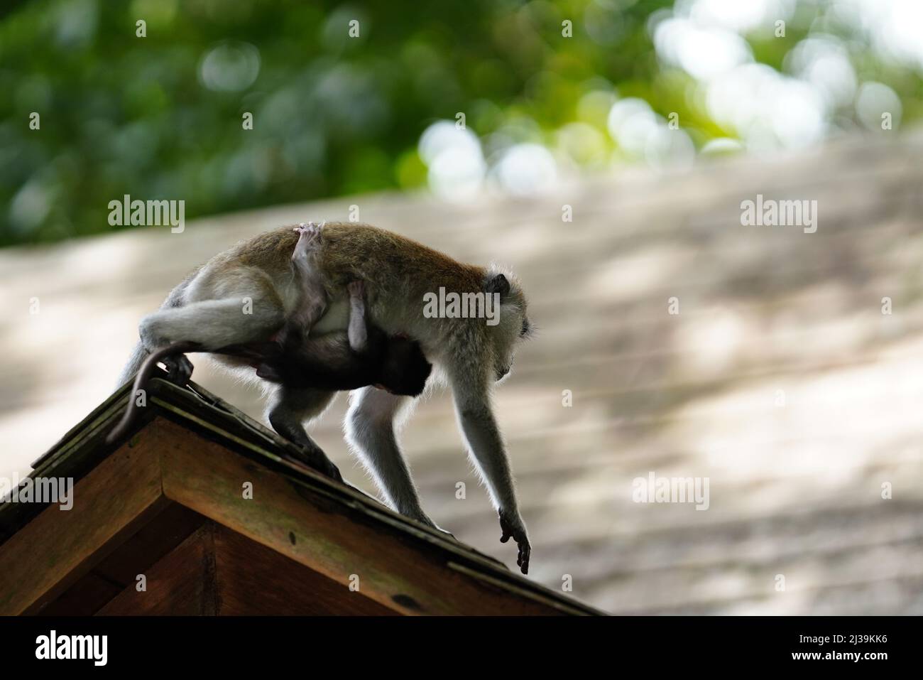 Makaken im Regenwald in Langkawi, Malaysia Stockfoto
