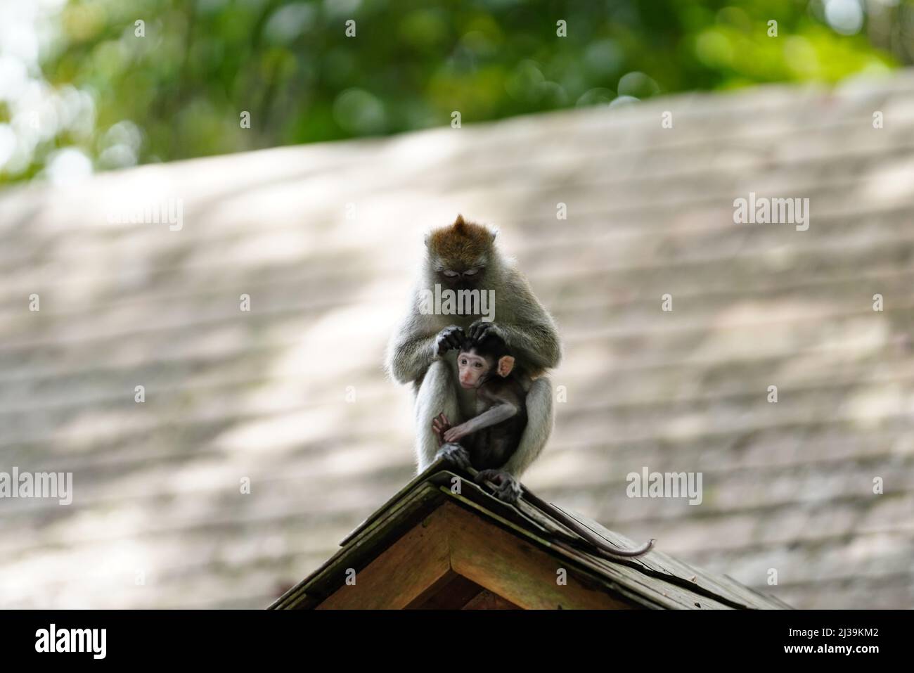 Makaken im Regenwald in Langkawi, Malaysia Stockfoto
