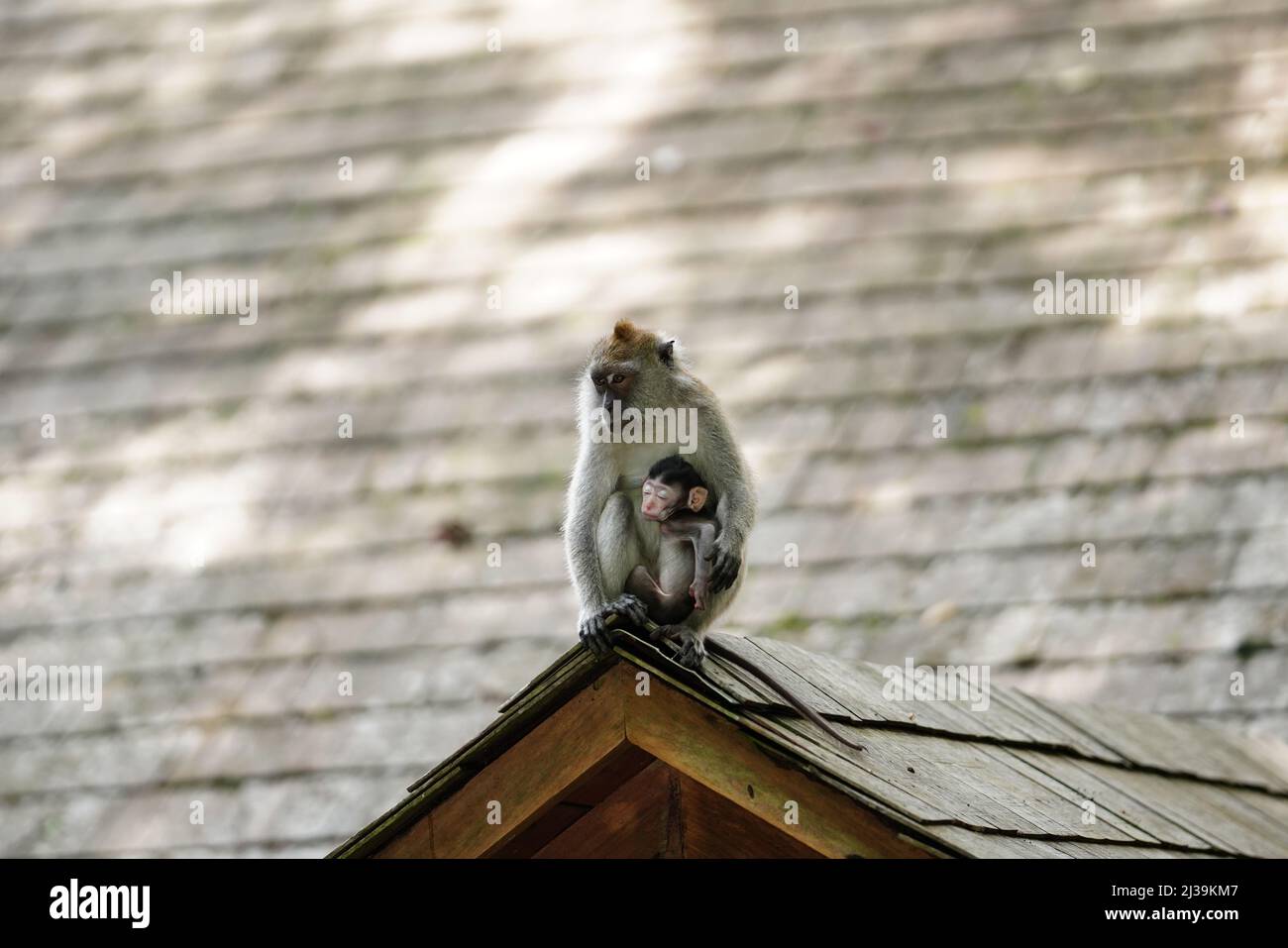 Makaken im Regenwald in Langkawi, Malaysia Stockfoto