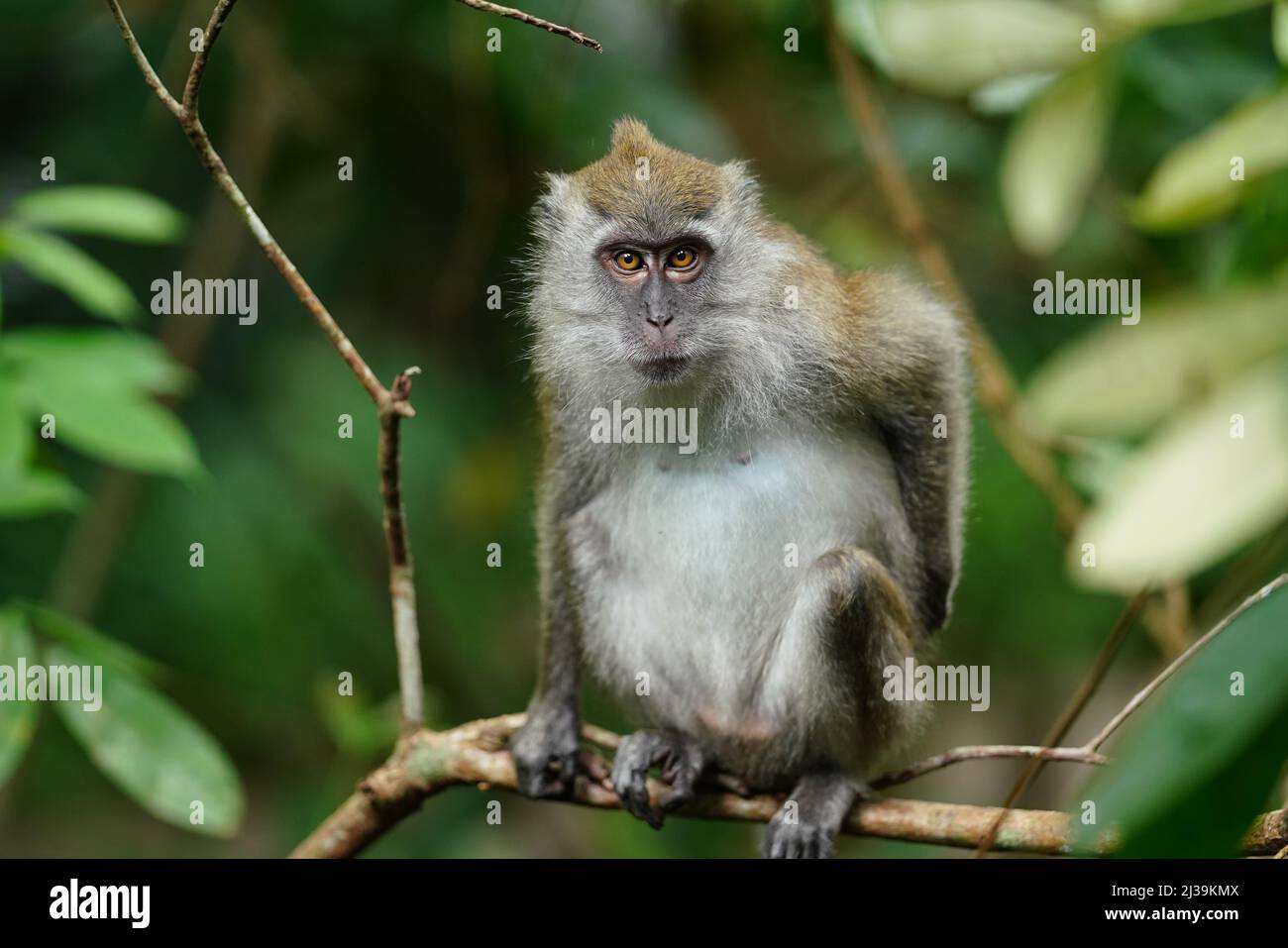 Makaken im Regenwald in Langkawi, Malaysia Stockfoto