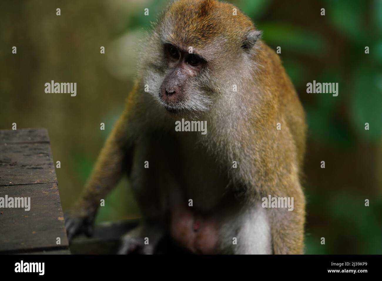 Makaken im Regenwald in Langkawi, Malaysia Stockfoto