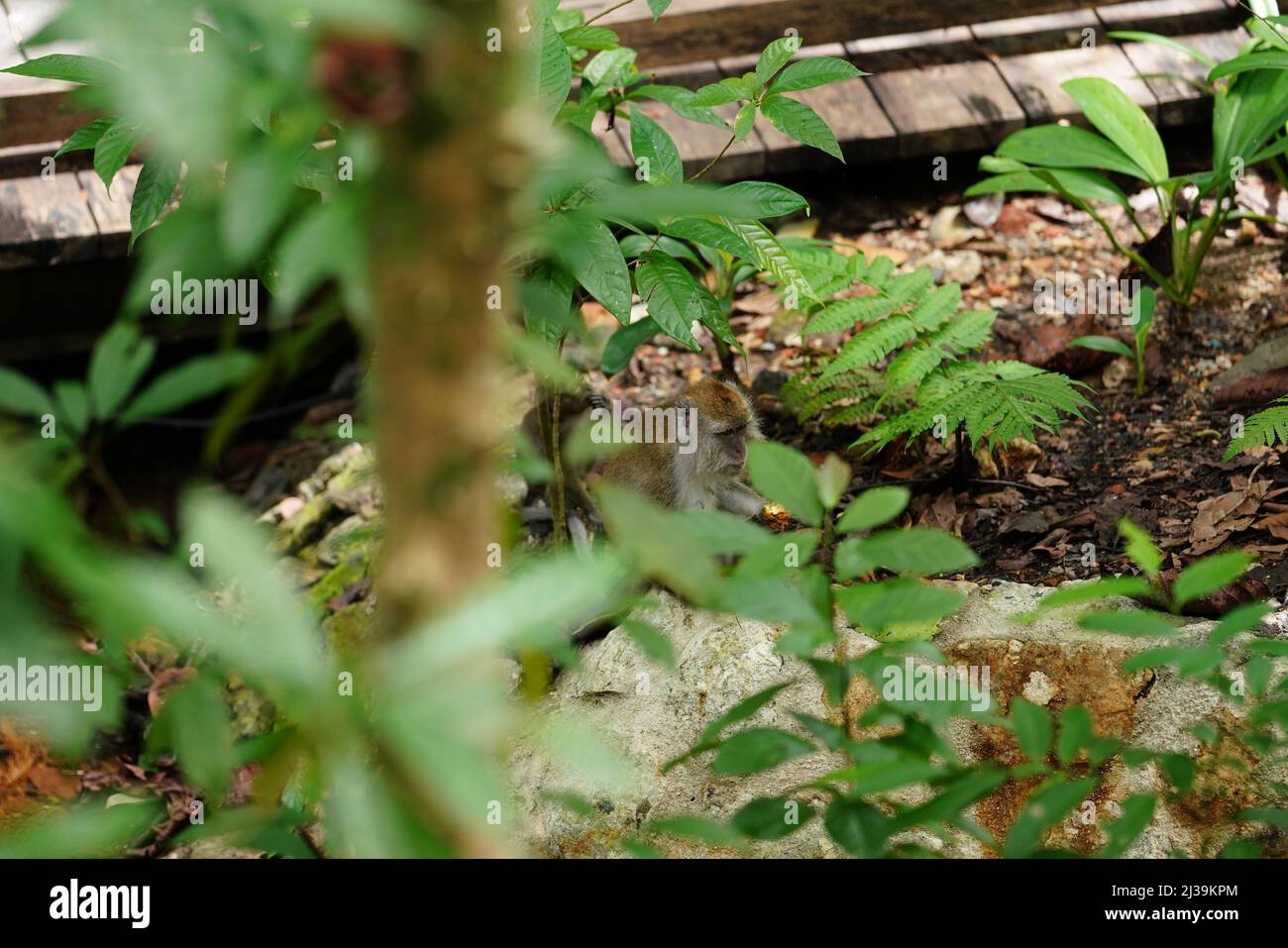 Makaken im Regenwald in Langkawi, Malaysia Stockfoto