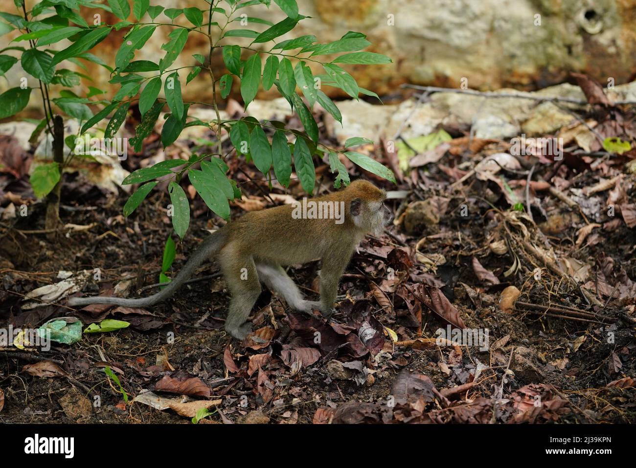 Makaken im Regenwald in Langkawi, Malaysia Stockfoto