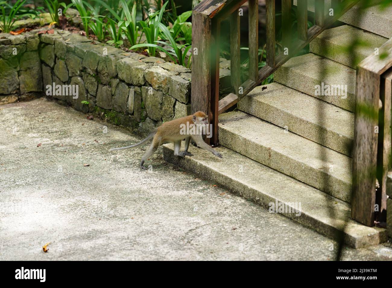 Makaken im Regenwald in Langkawi, Malaysia Stockfoto